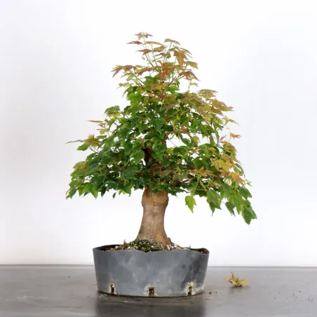 image supplémentaire - Maple "ACER BUERGÉRIANUM" 1-30