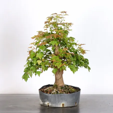 Érable "ACER BUERGÉRIANUM" 1-30