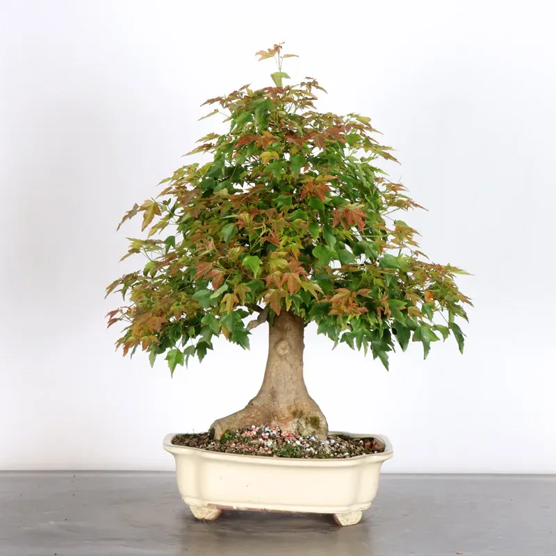 image supplémentaire - Érable "ACER BUERGERIANUM" 2-5