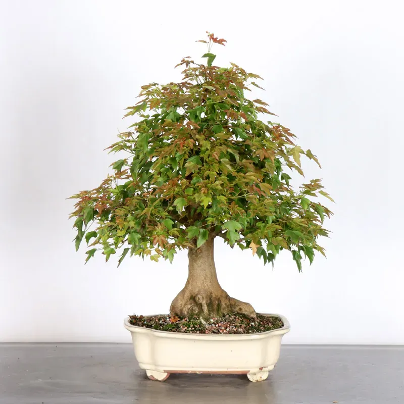 Bonsai Maple Burger AB-2-5