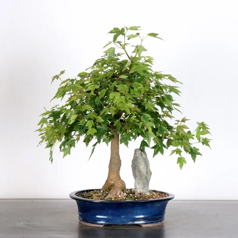 image supplémentaire - Maple "ACER BUERGERIANUM" 1-26