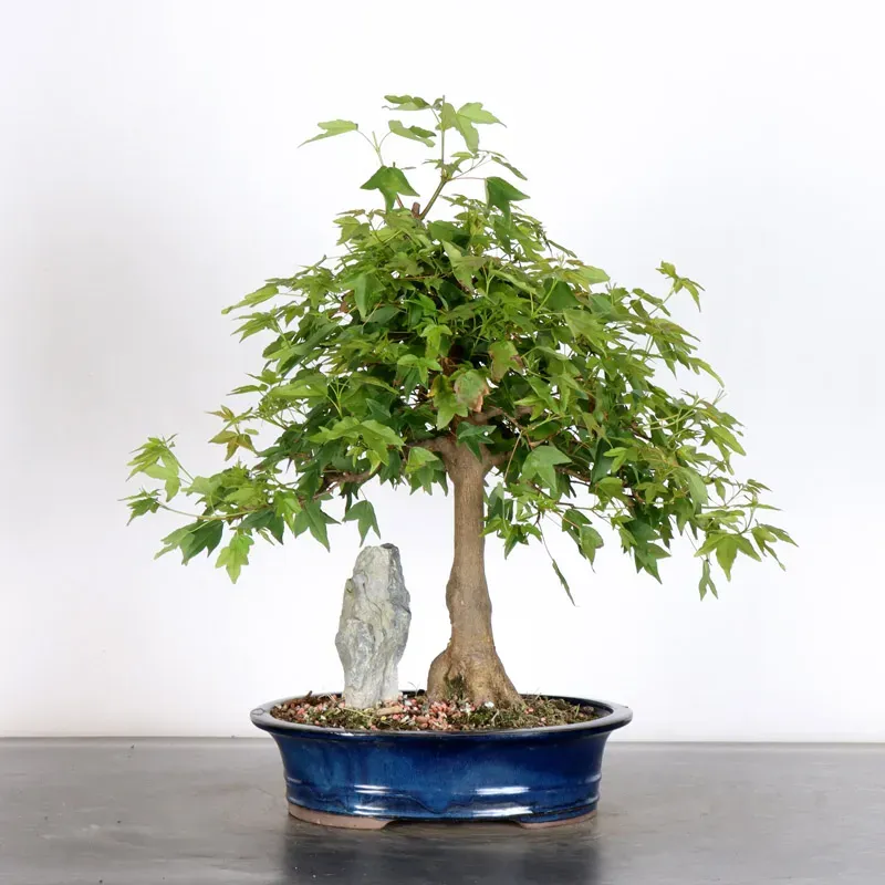 Maple "ACER BUERGERIANUM" 1-26