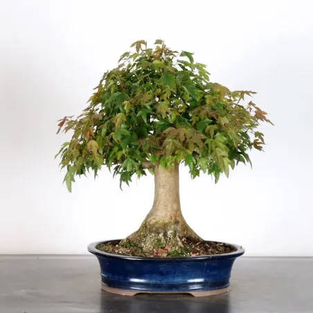 Bonsai Erable Burger AB-2-6