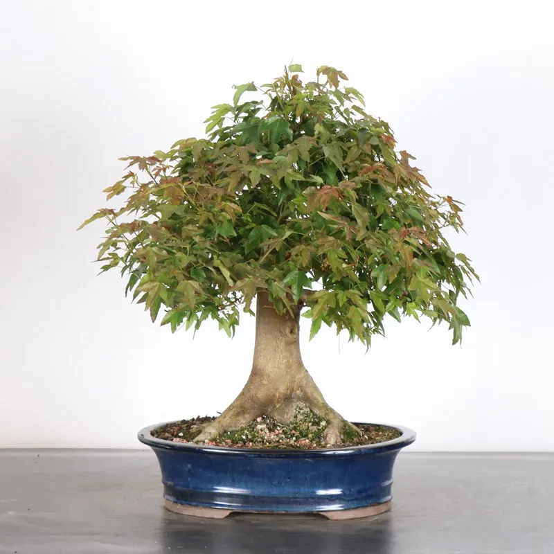 image supplémentaire - Érable "ACER BUERGERIANUM" 2-6