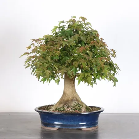 image supplémentaire - Érable "ACER BUERGERIANUM" 2-6