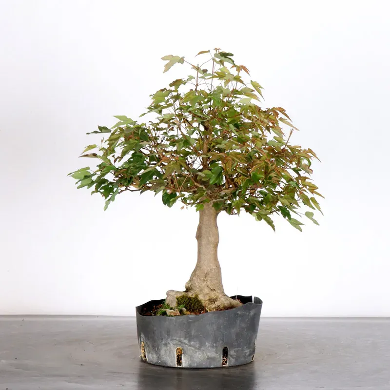 image supplémentaire - Érable "ACER BUERGÉRIANUM"...