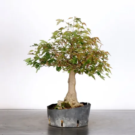 image supplémentaire - MAPLE "ACER BUERGÉRIANUM" 4-14