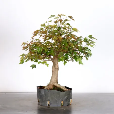MAPLE "ACER BUERGÉRIANUM" 4-14