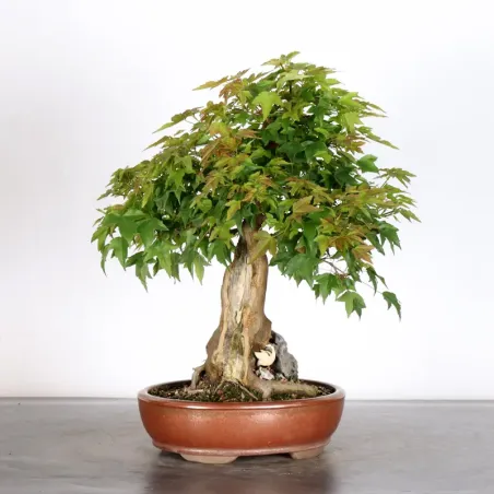 Bonsai Erable Burger AB-2-17