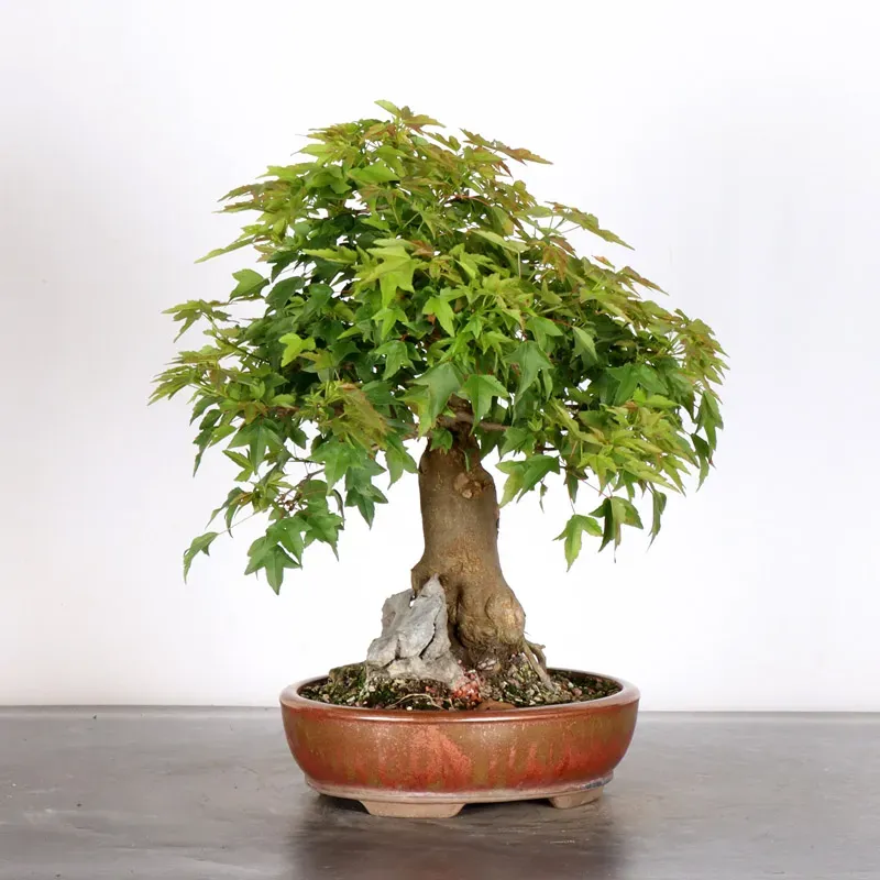 image supplémentaire - Érable "ACER BUERGERIANUM"...