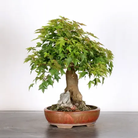 image supplémentaire - MAPLE "ACER BUERGERIANUM" 2-17