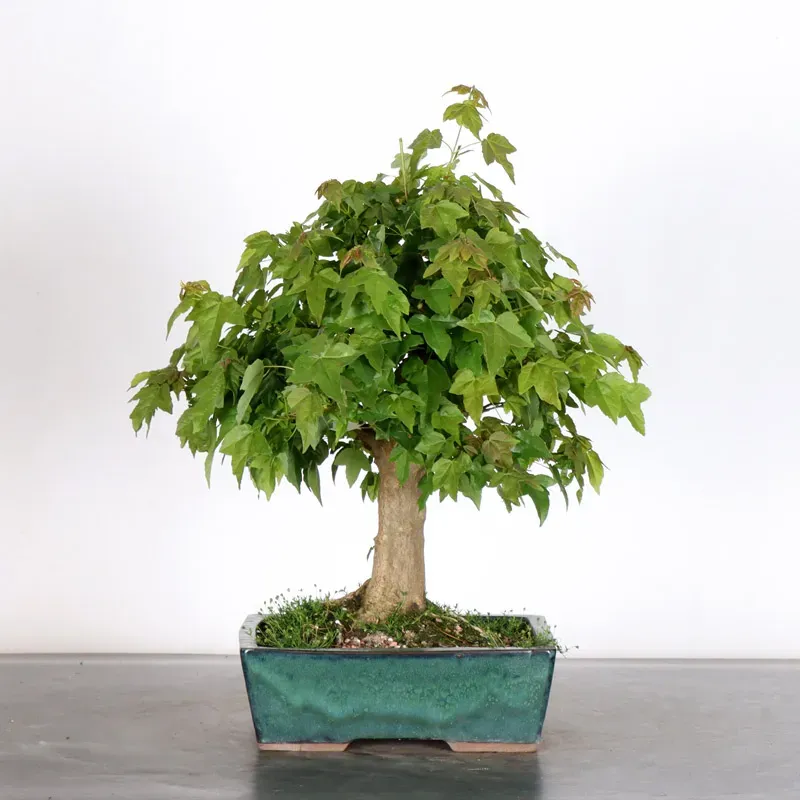 Bonsai Erable Burger AB-2-16