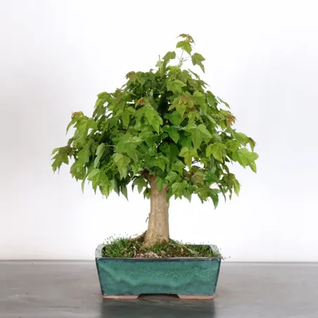 Bonsai Maple Burger AB-2-16