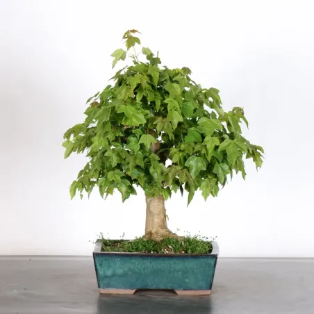 image supplémentaire - MAPLE "ACER BUERGERIANUM" 2-16