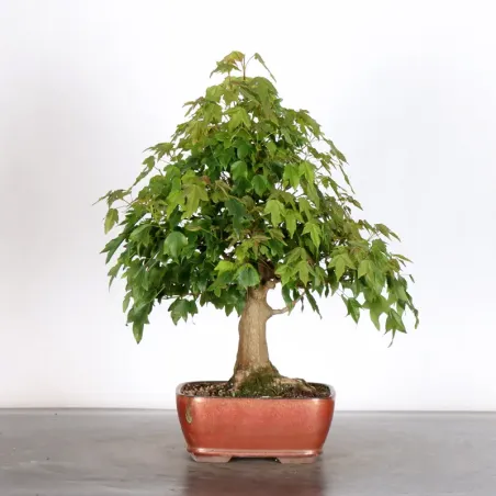image supplémentaire - MAPLE "ACER BUERGERIANUM" 2-18