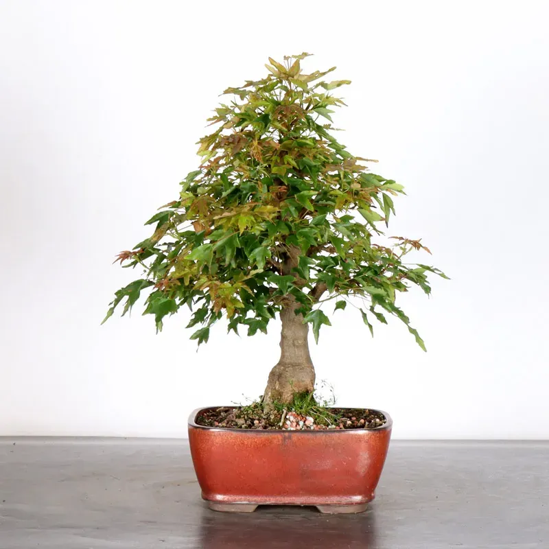 image supplémentaire - Érable "ACER BUERGERIANUM"...