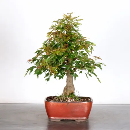 image supplémentaire - MAPLE "ACER BUERGERIANUM" 2-14