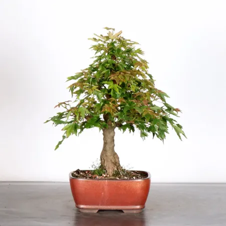 Bonsai Erable Burger AB-2-14