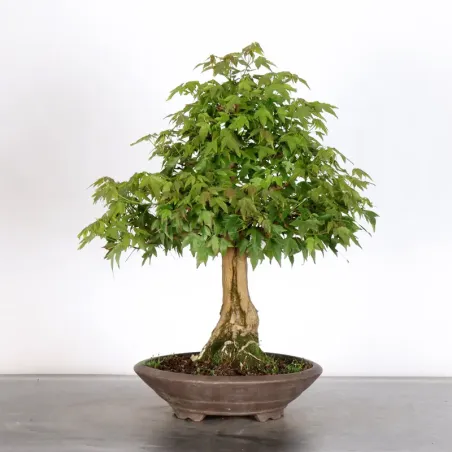 Bonsai Erable Burger AB-2-20