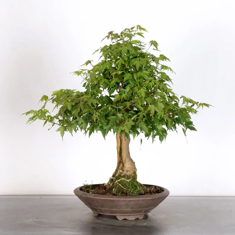 image supplémentaire - Érable "ACER BUERGERIANUM"...