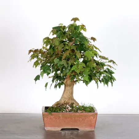 image supplémentaire - Érable "ACER BUERGERIANUM"...