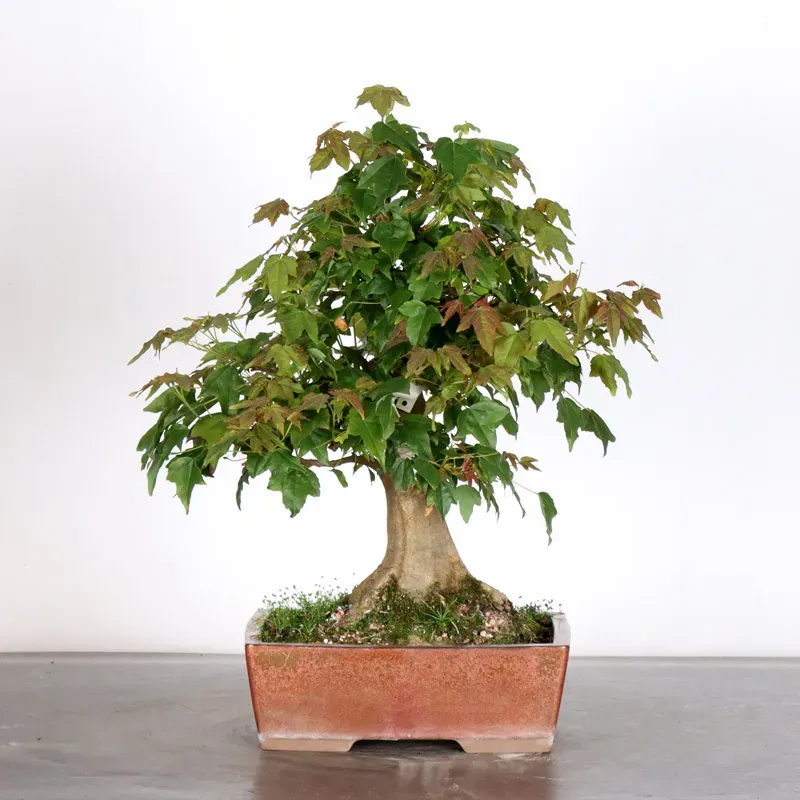 Bonsai Maple Burger AB-2-19