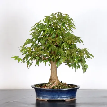 image supplémentaire - Érable "ACER BUERGERIANUM"...