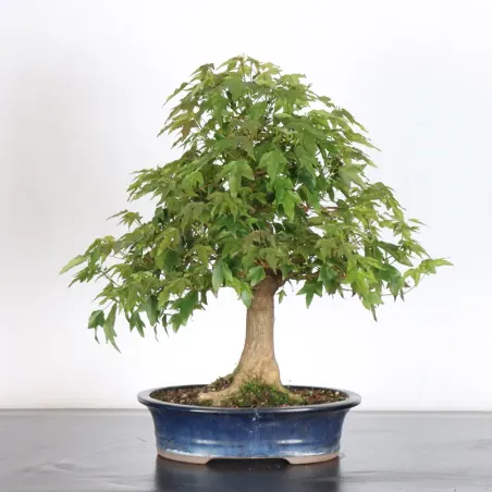 Bonsai Erable burger AB-2-3