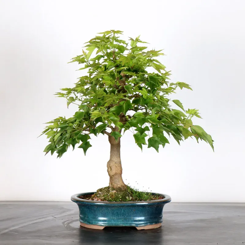 Érable "ACER BUERGERIANUM" 2-25