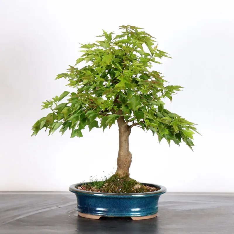 image supplémentaire - Érable "ACER BUERGERIANUM"...