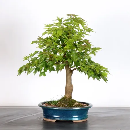 image supplémentaire - Érable "ACER BUERGERIANUM"...