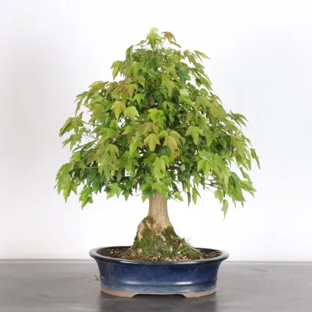 image supplémentaire - Érable "ACER BUERGERIANUM"...