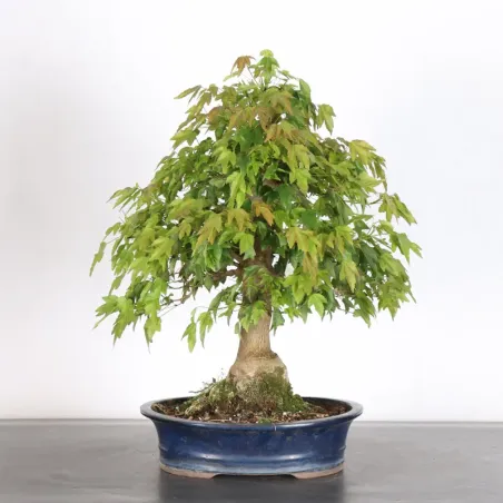 MAPLE "ACER BUERGERIANUM" 2-23