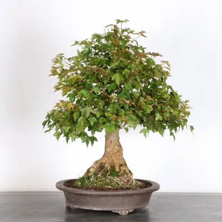 image supplémentaire - Érable "ACER BUERGERIANUM" 4-6