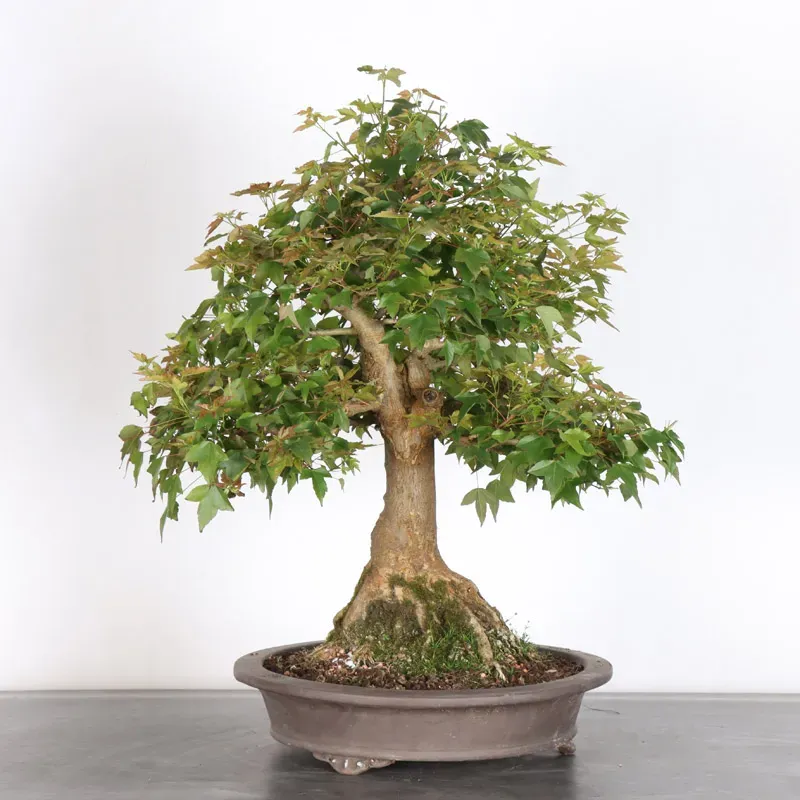 Bonsai Erable Burger AB-4-6