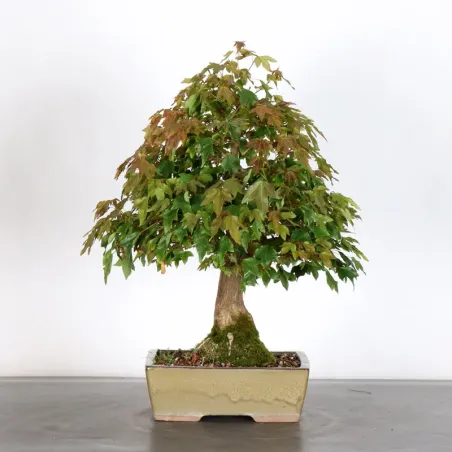 image supplémentaire - MAPLE "ACER BUERGERIANUM" 4-13