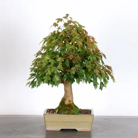 MAPLE "ACER BUERGERIANUM" 4-13