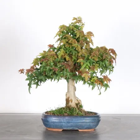 image supplémentaire - Érable "ACER BUERGERIANUM"...