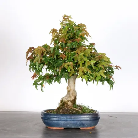 Bonsai Maple Burger AB-2-11