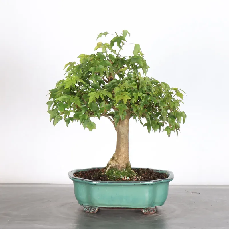image supplémentaire - Érable "ACER BUERGERIANUM" 2-9