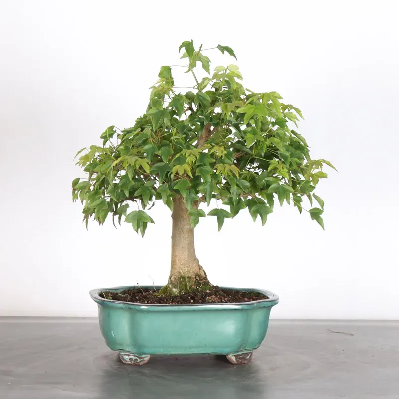 Maple "ACER BUERGERIANUM" 2-9