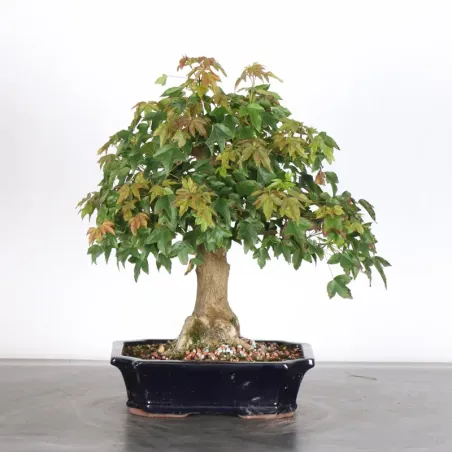 image supplémentaire - Maple "ACER BUERGERIANUM" 1-10