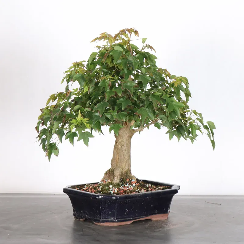 Bonsai Erable Burger AB-1-10