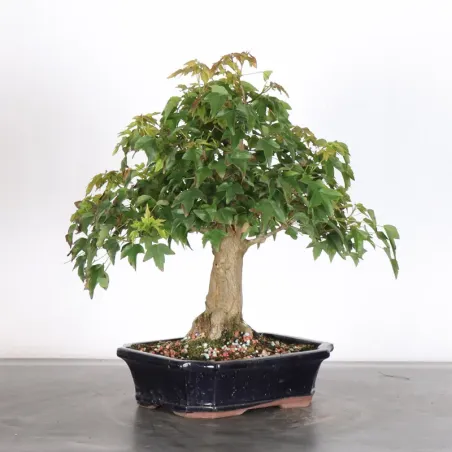 Maple "ACER BUERGERIANUM" 1-10