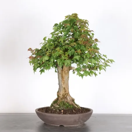 Bonsai Erable Burger AB-4-2