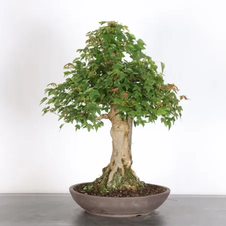image supplémentaire - MAPLE "ACER BUERGERIANUM" 4-2