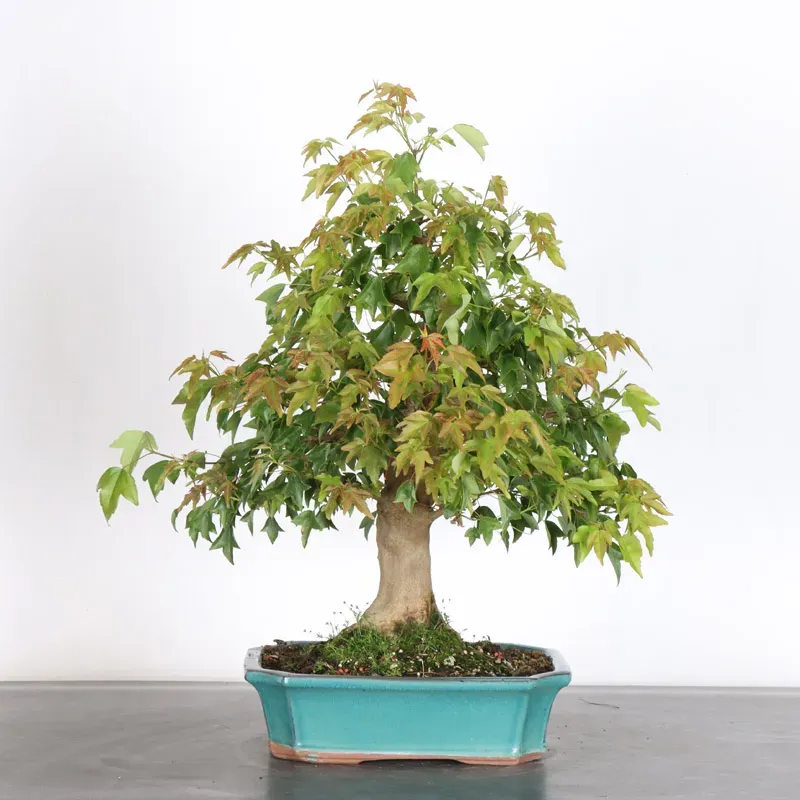 érable "acer buergérianum" 3-14