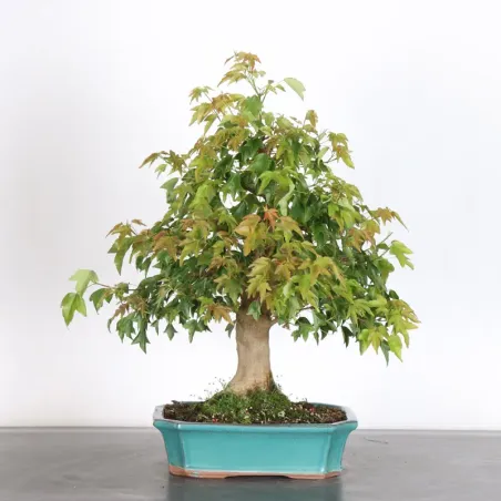 érable "acer buergérianum" 3-14