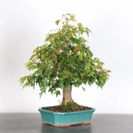 image supplémentaire - maple "acer buergerianum" 3-14