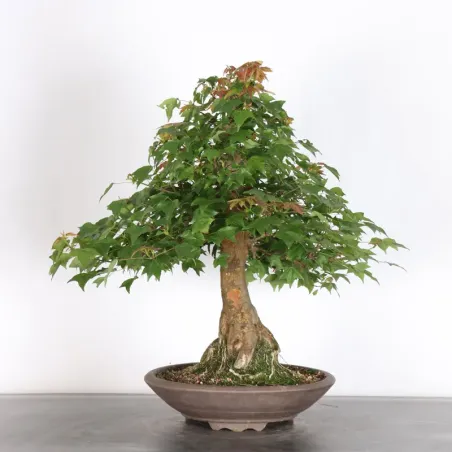 image supplémentaire - MAPLE "ACER BUERGERIANUM" 4-5